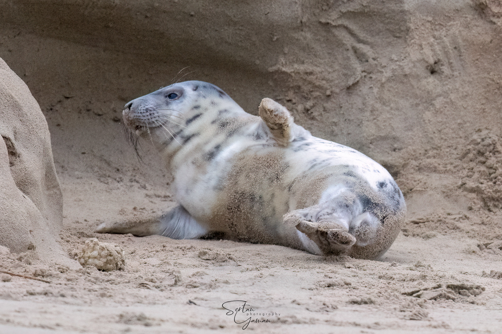 Grey baby seal