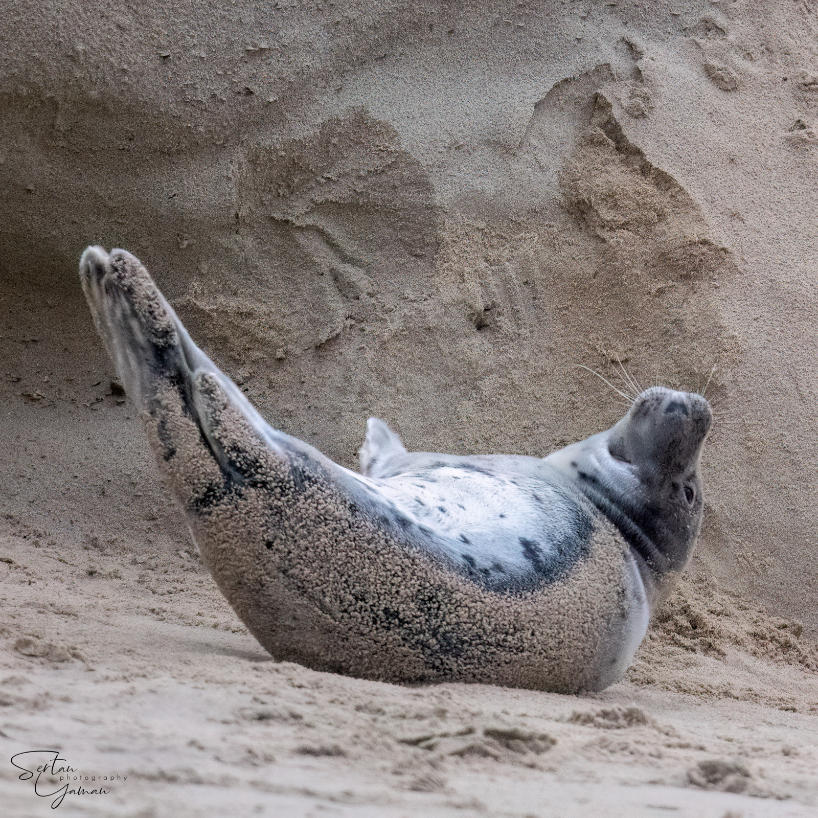 Grey baby seal