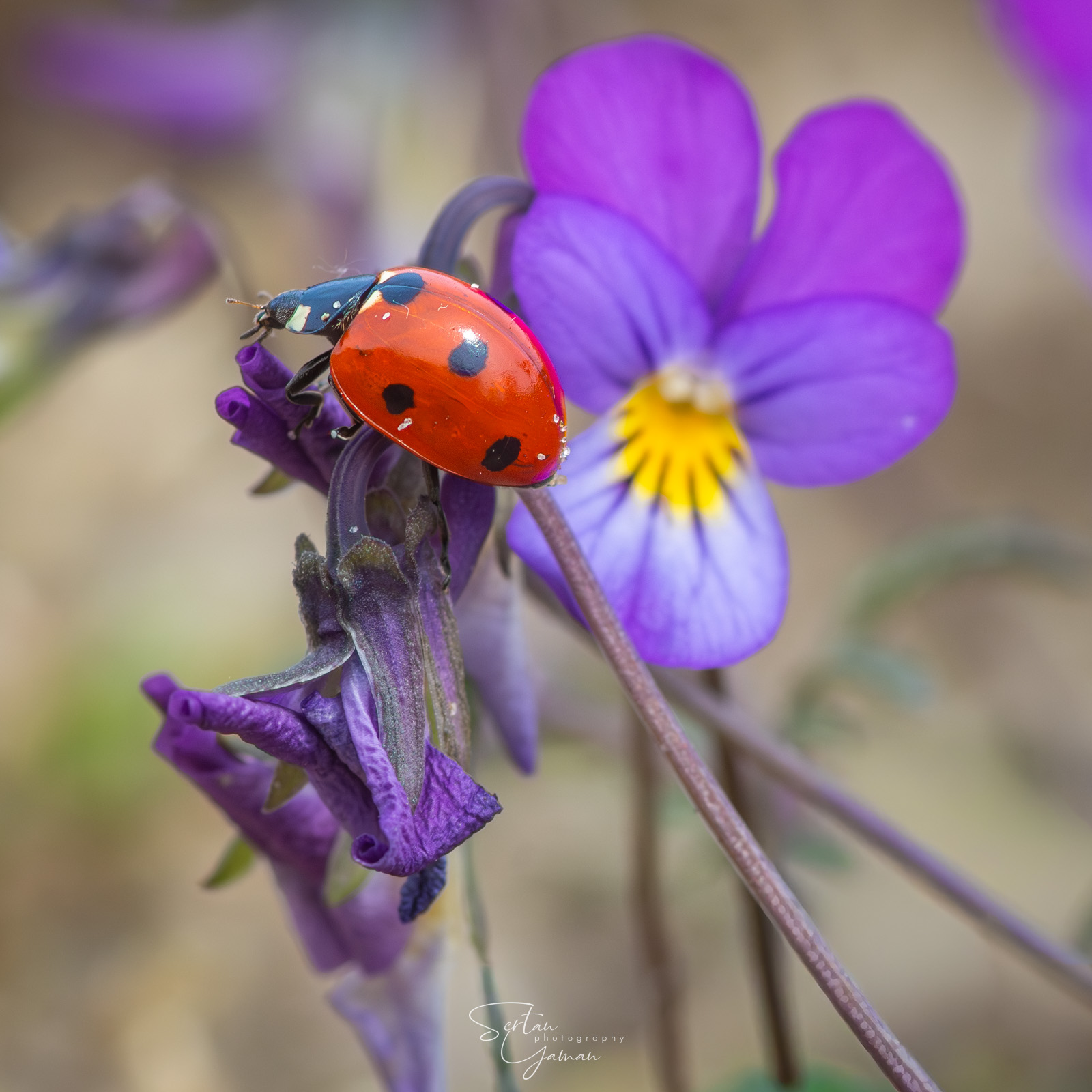 Dune pansies with visitors
