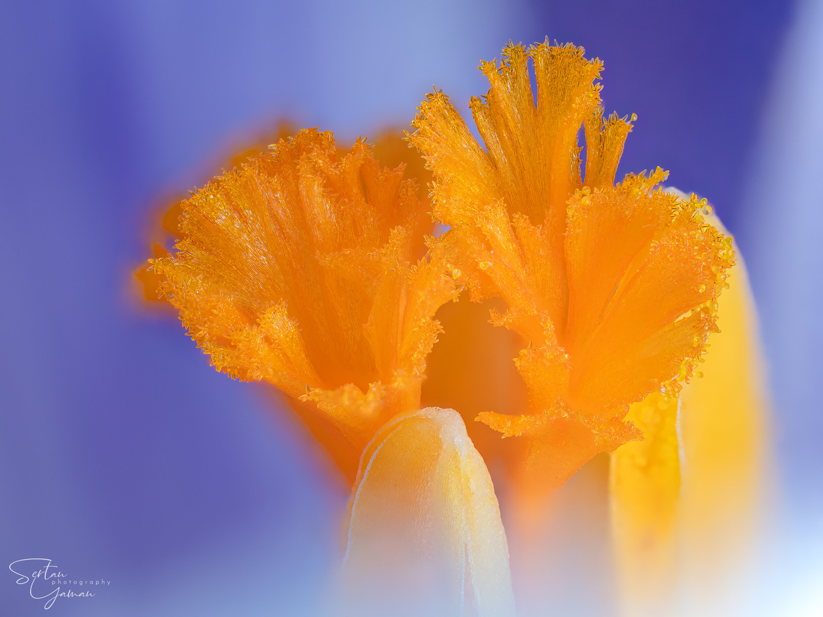 Croc core extreme closeup