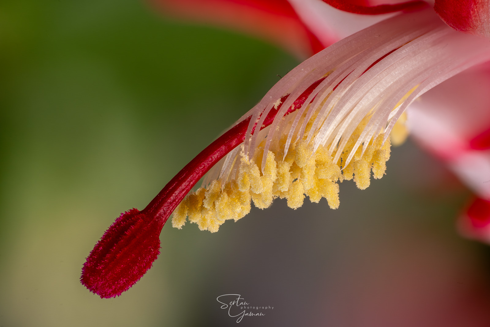 Closeup new year cactus