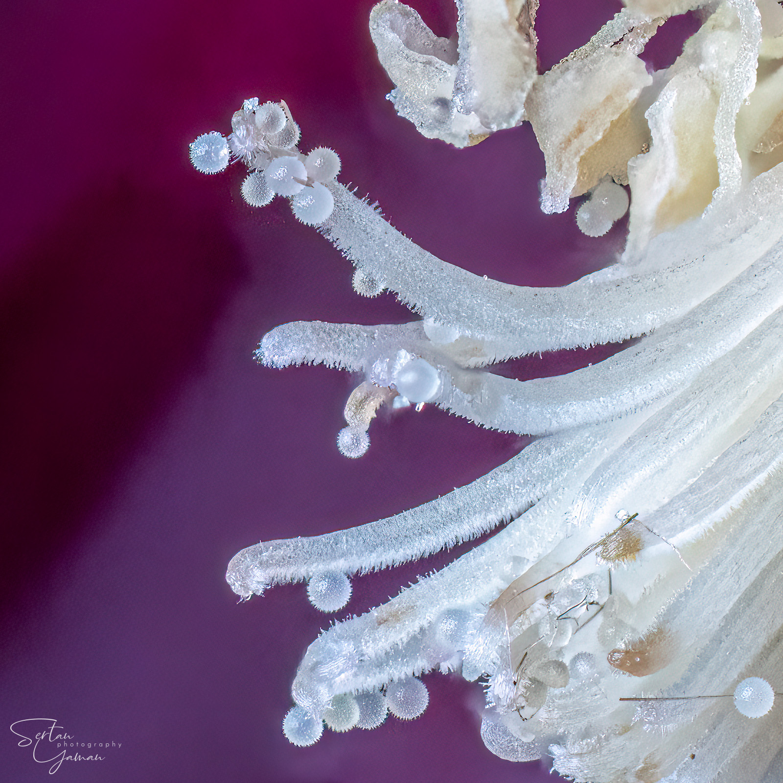 Holyhock pollens closeup