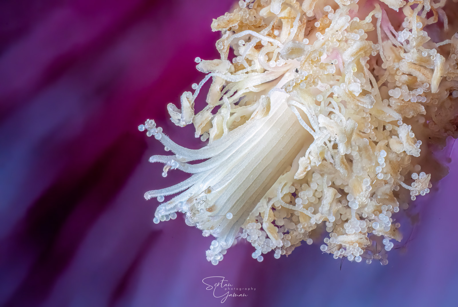 Holyhock pollens closeup