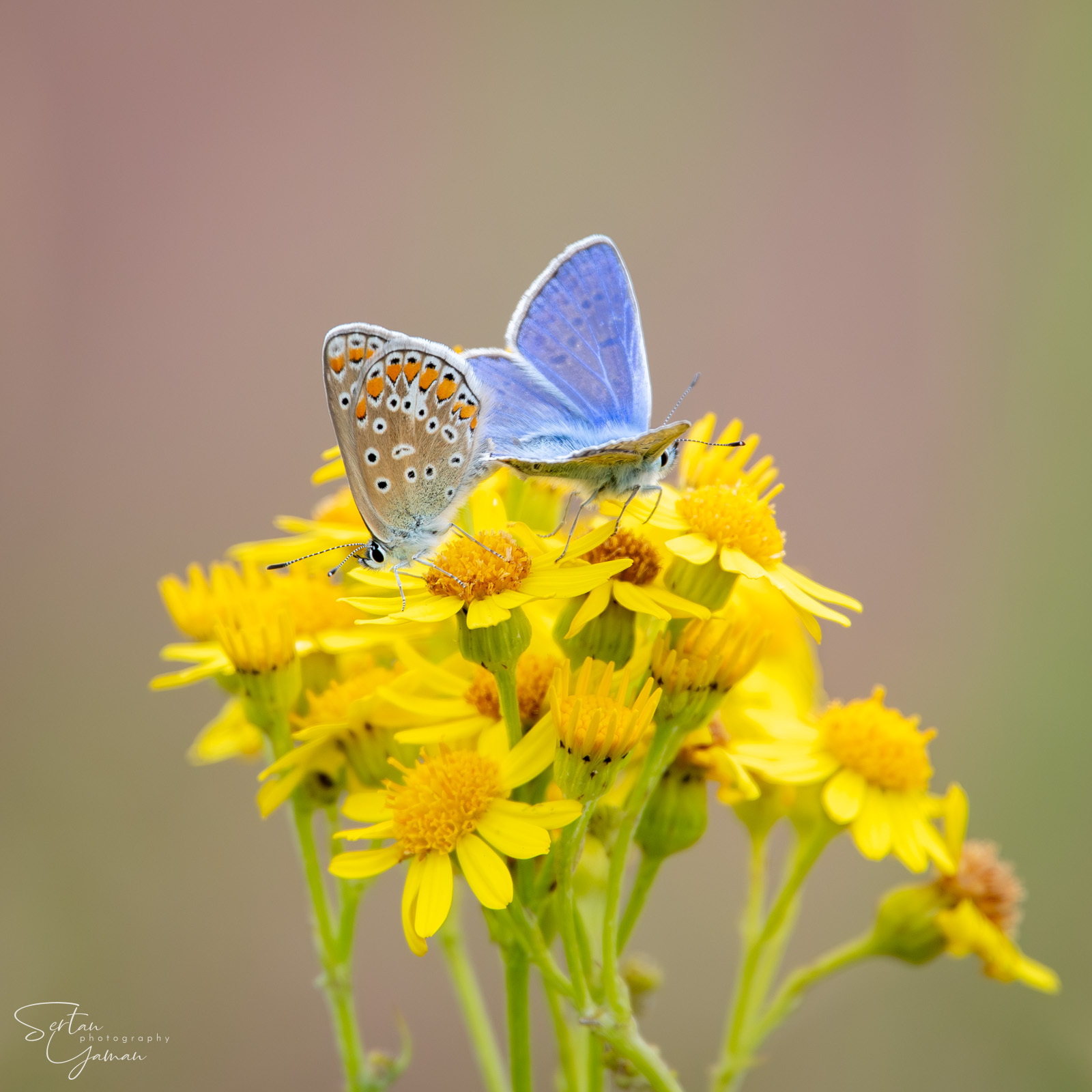 Butterflies in Dutch Meadows
