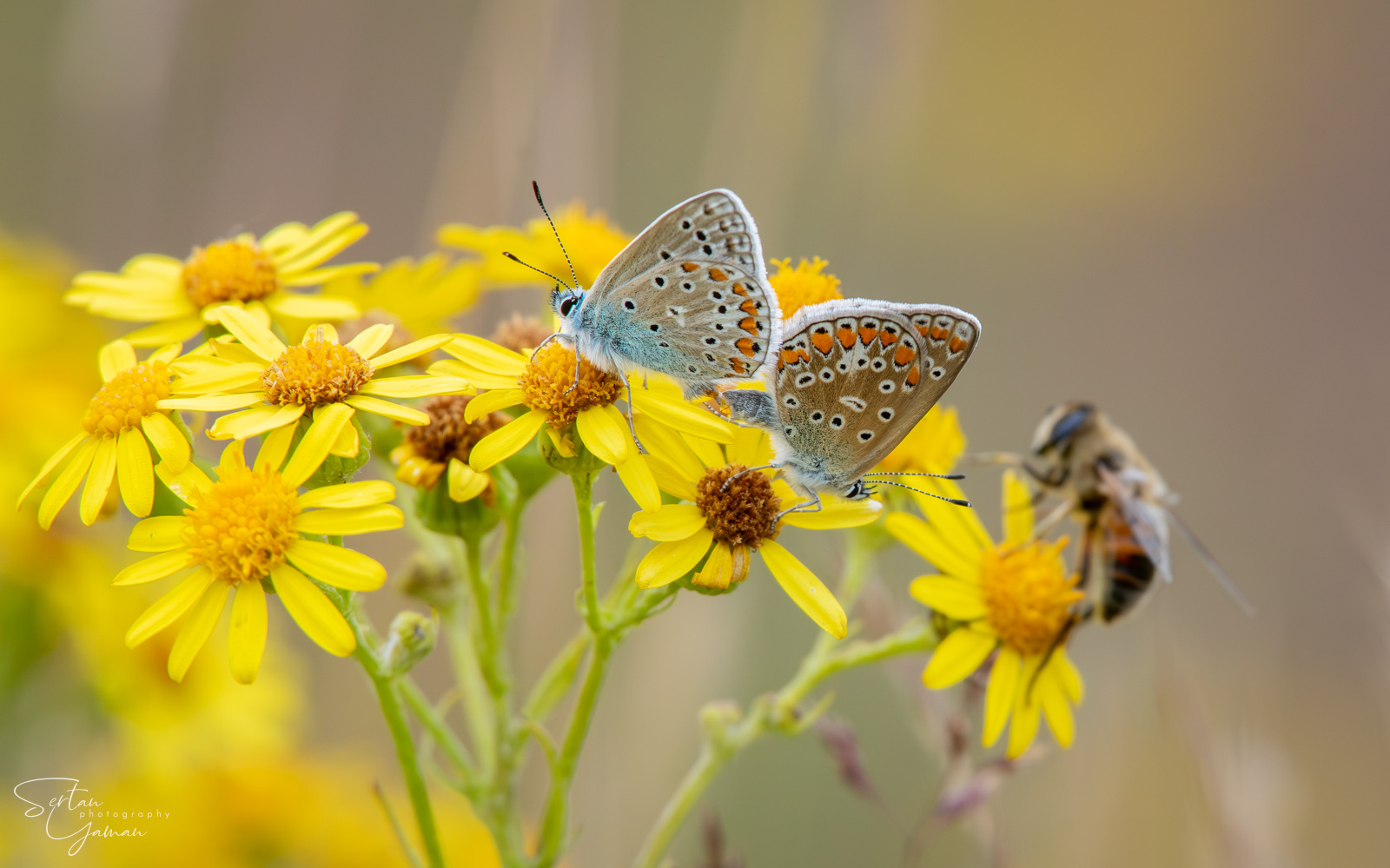 Butterflies in Dutch Meadows