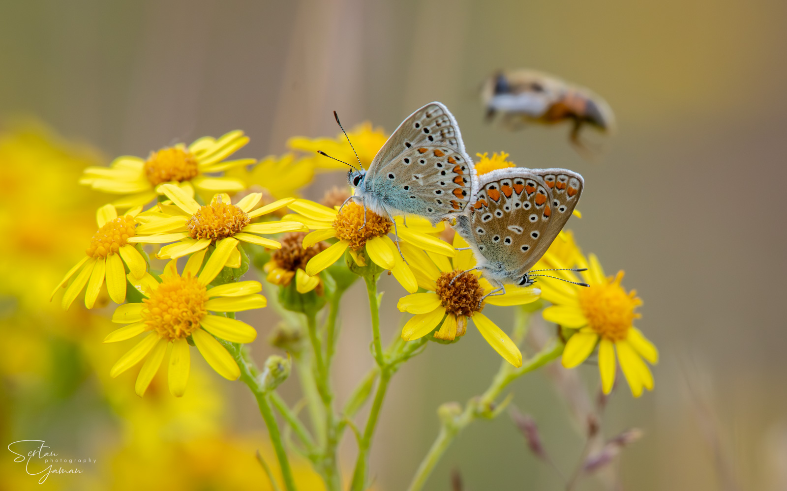 Butterflies in Dutch Meadows