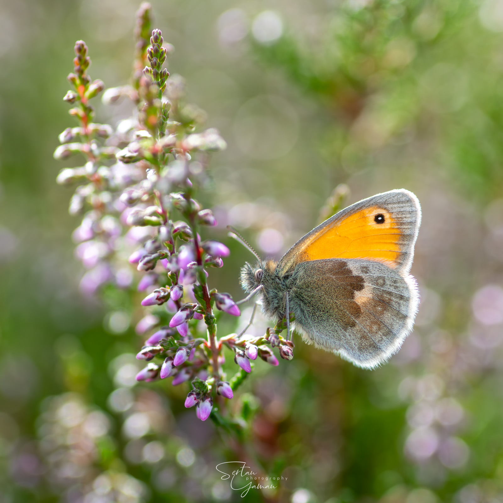 Butterflies in Dutch Meadows