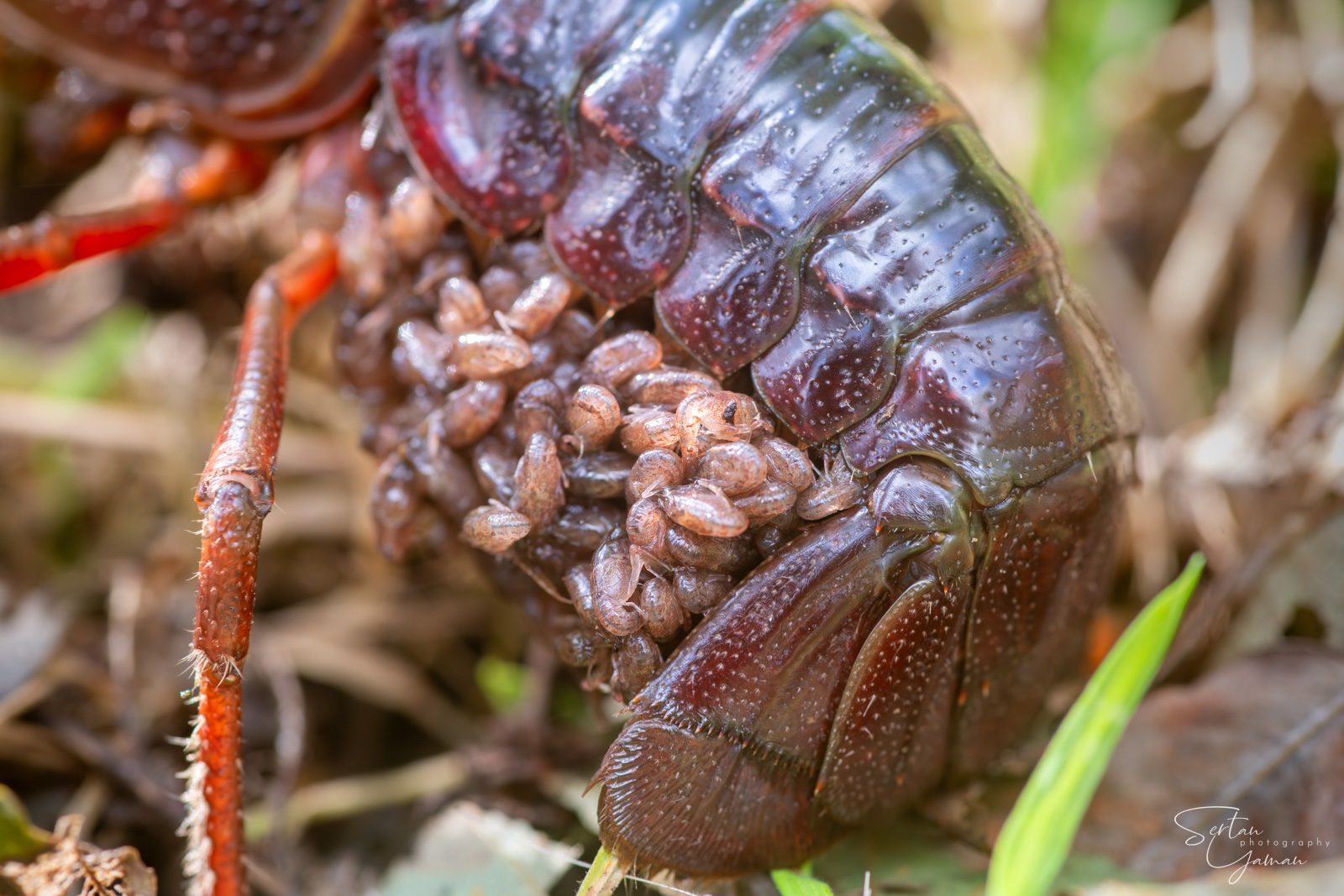 River crayfish babies
