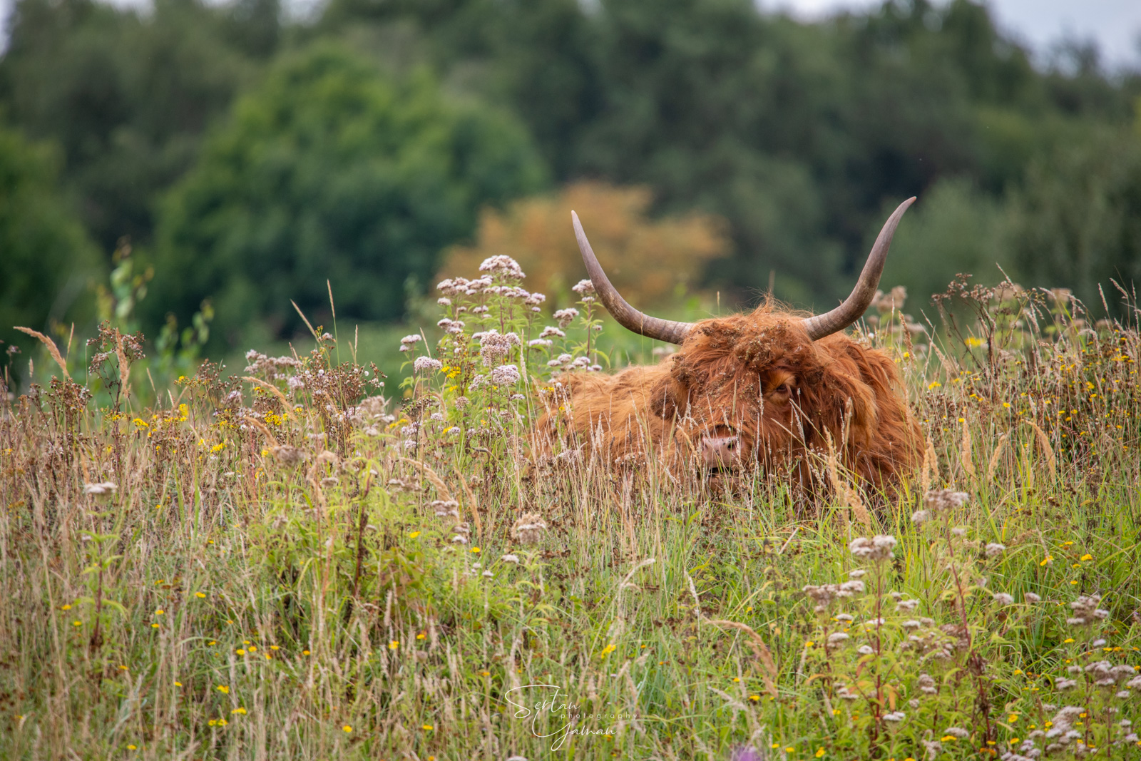 Highlander in thick grass