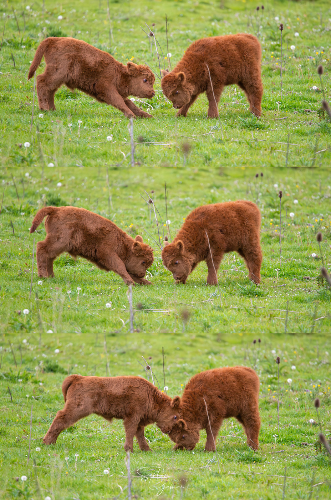 First fight in the spring