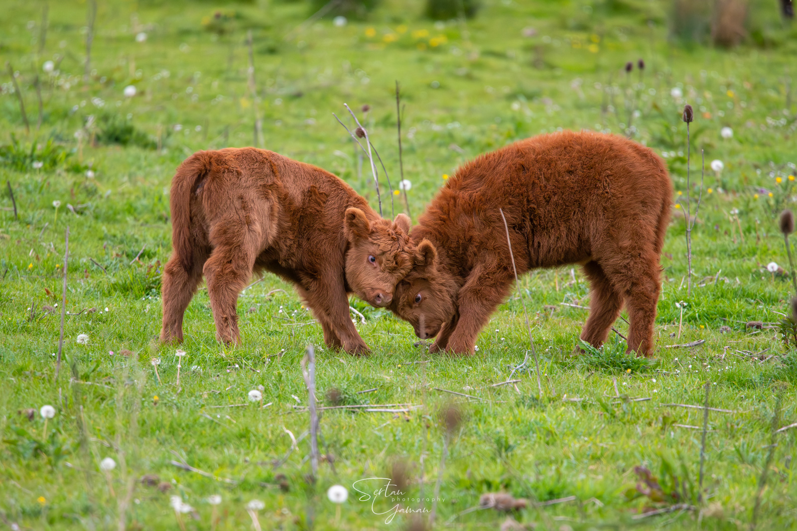 First fight in the spring