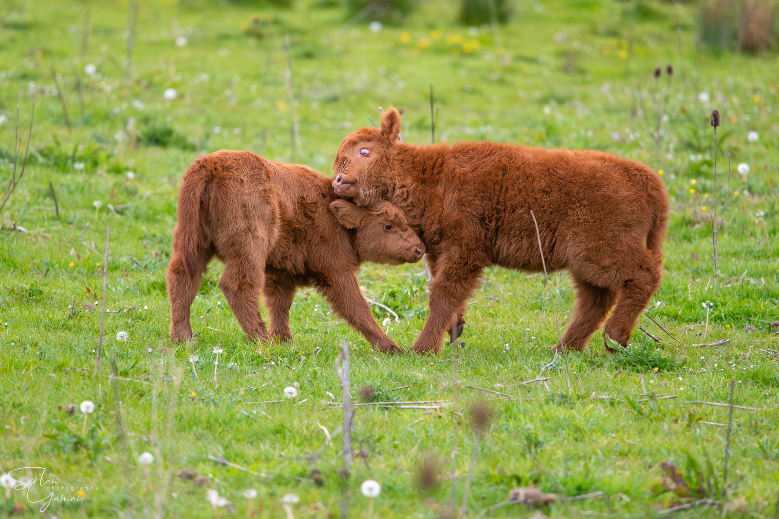 First fight in the spring