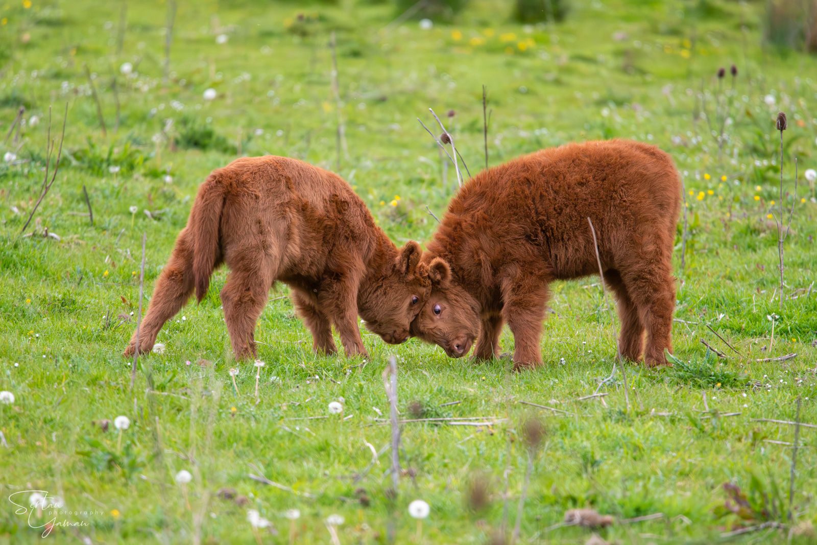 First fight in the spring