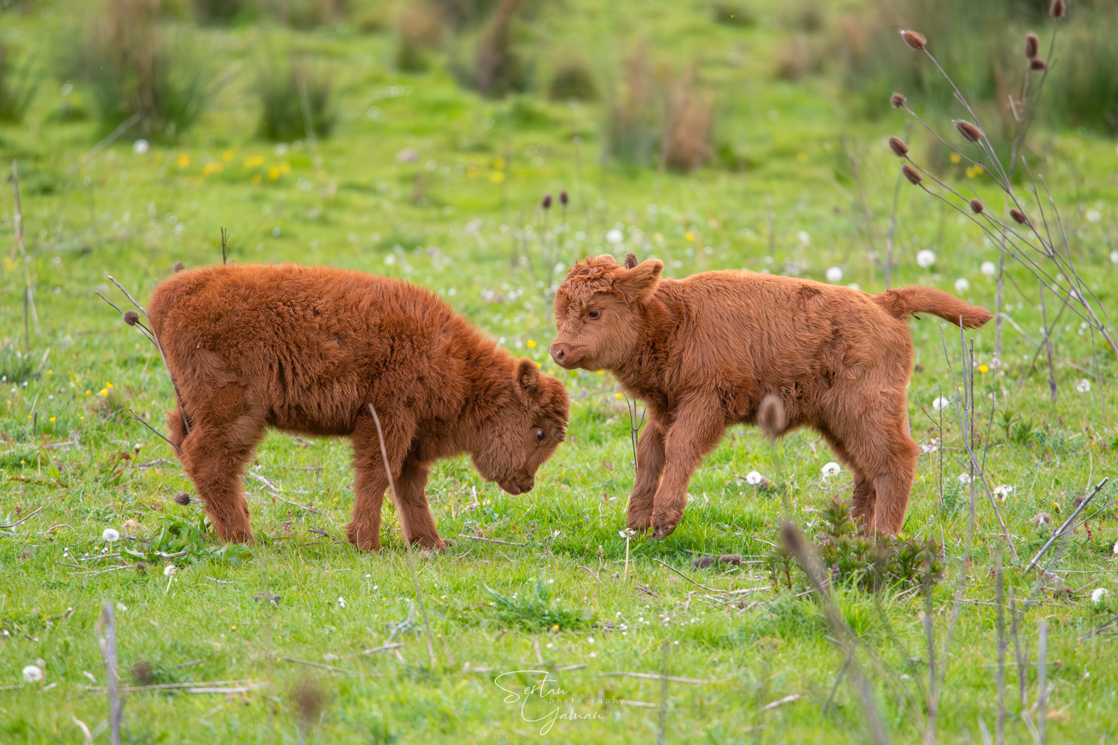 First fight in the spring