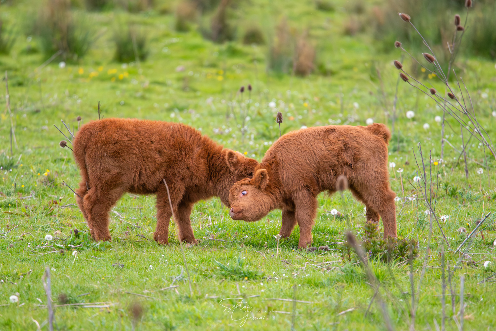 First fight in the spring