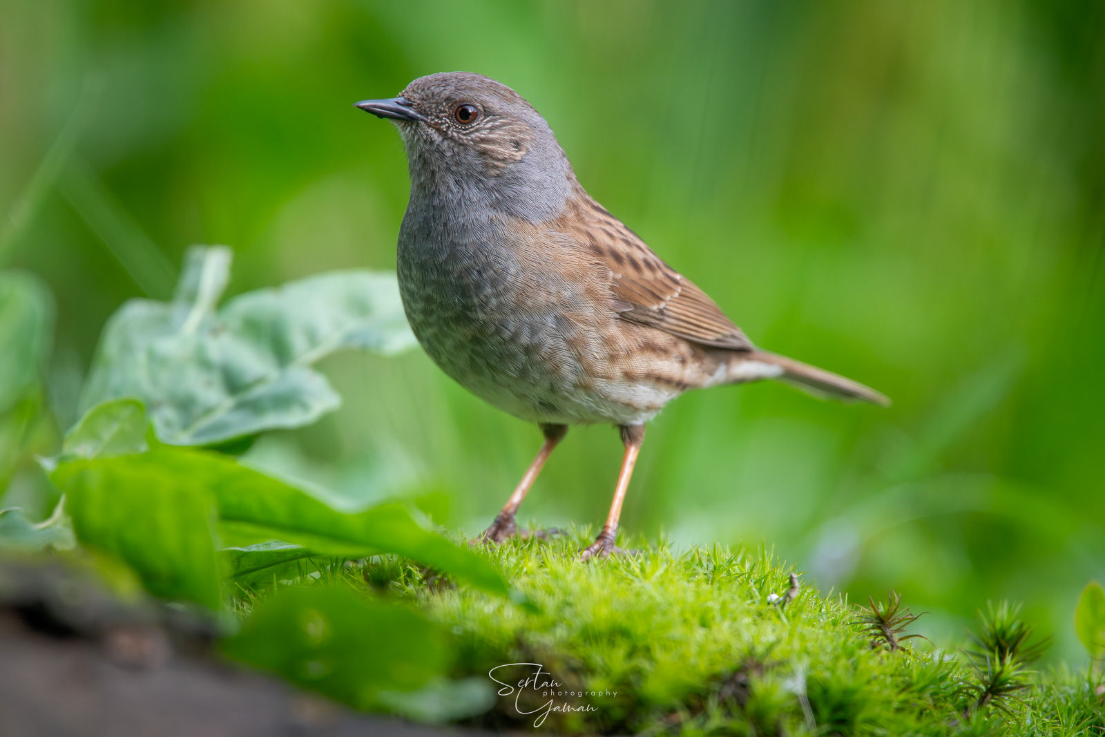Singing birds in spring