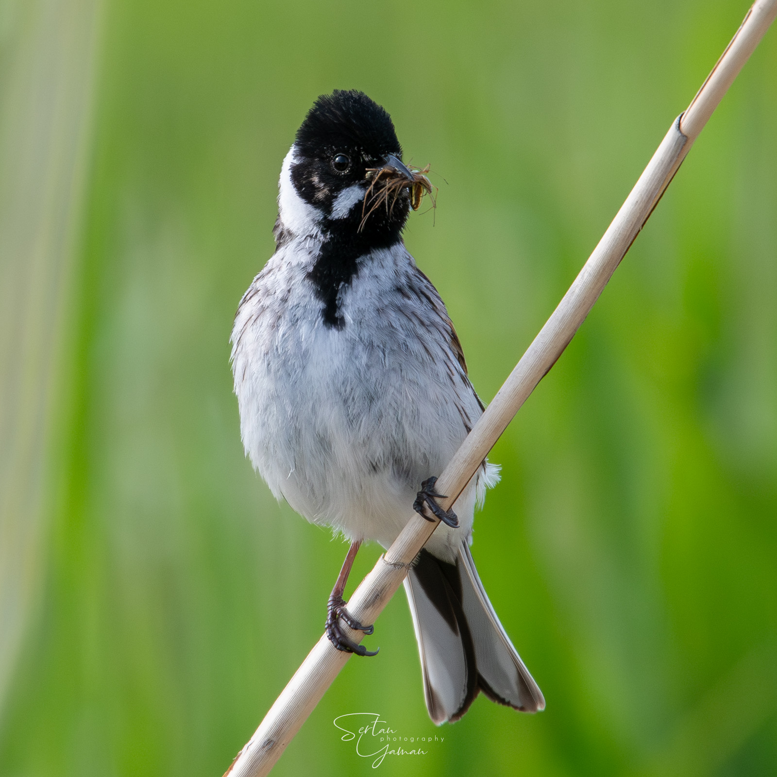 Reed bunting