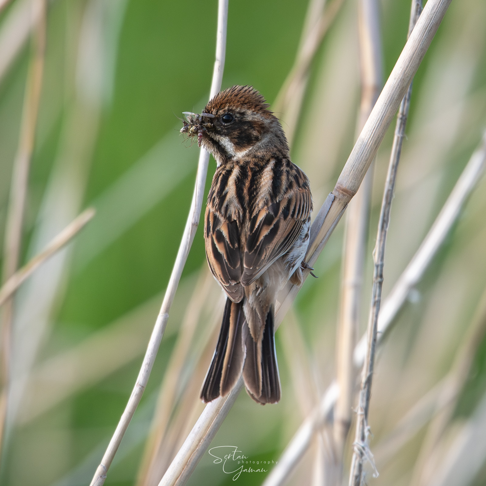 Reed bunting