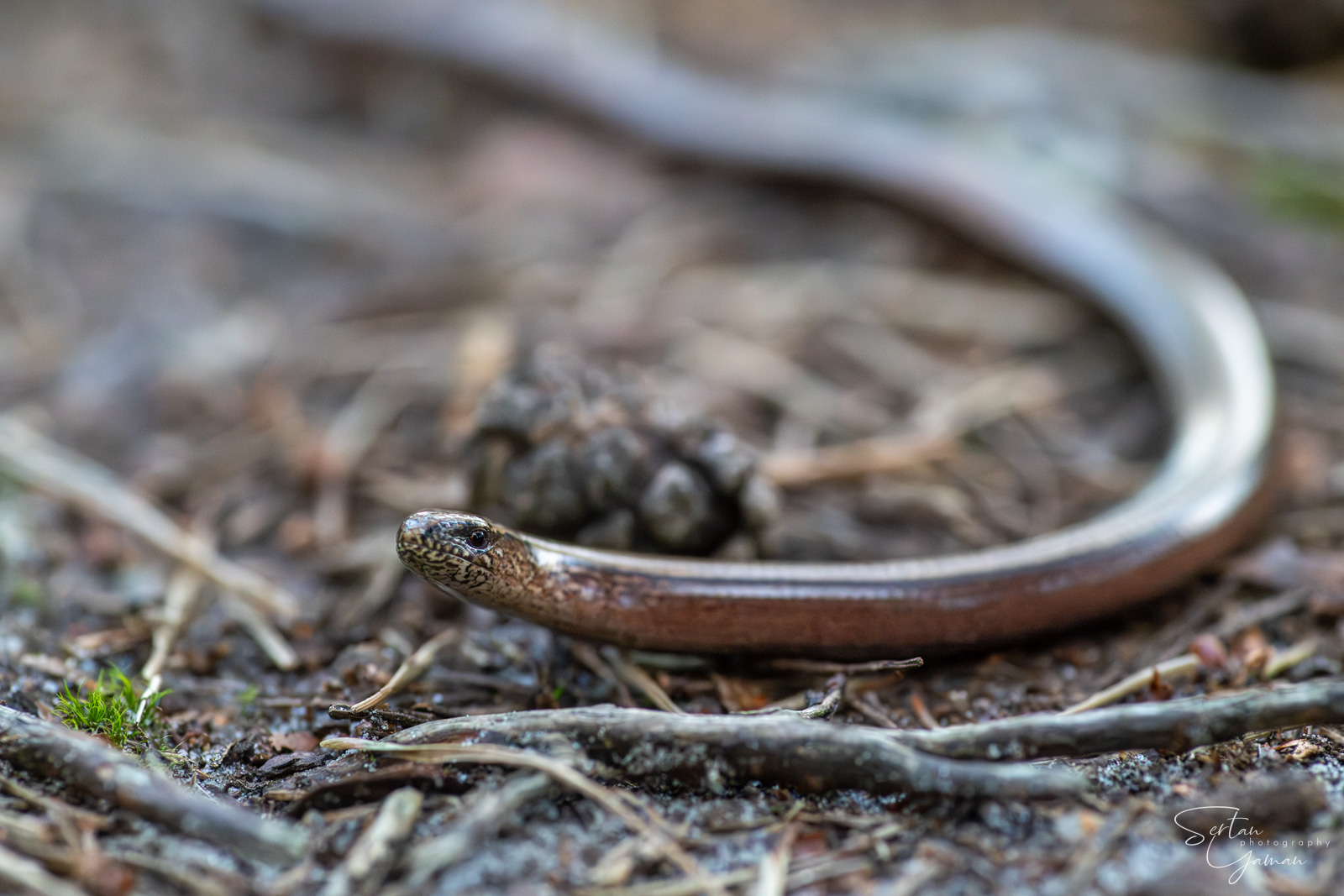Blind snake