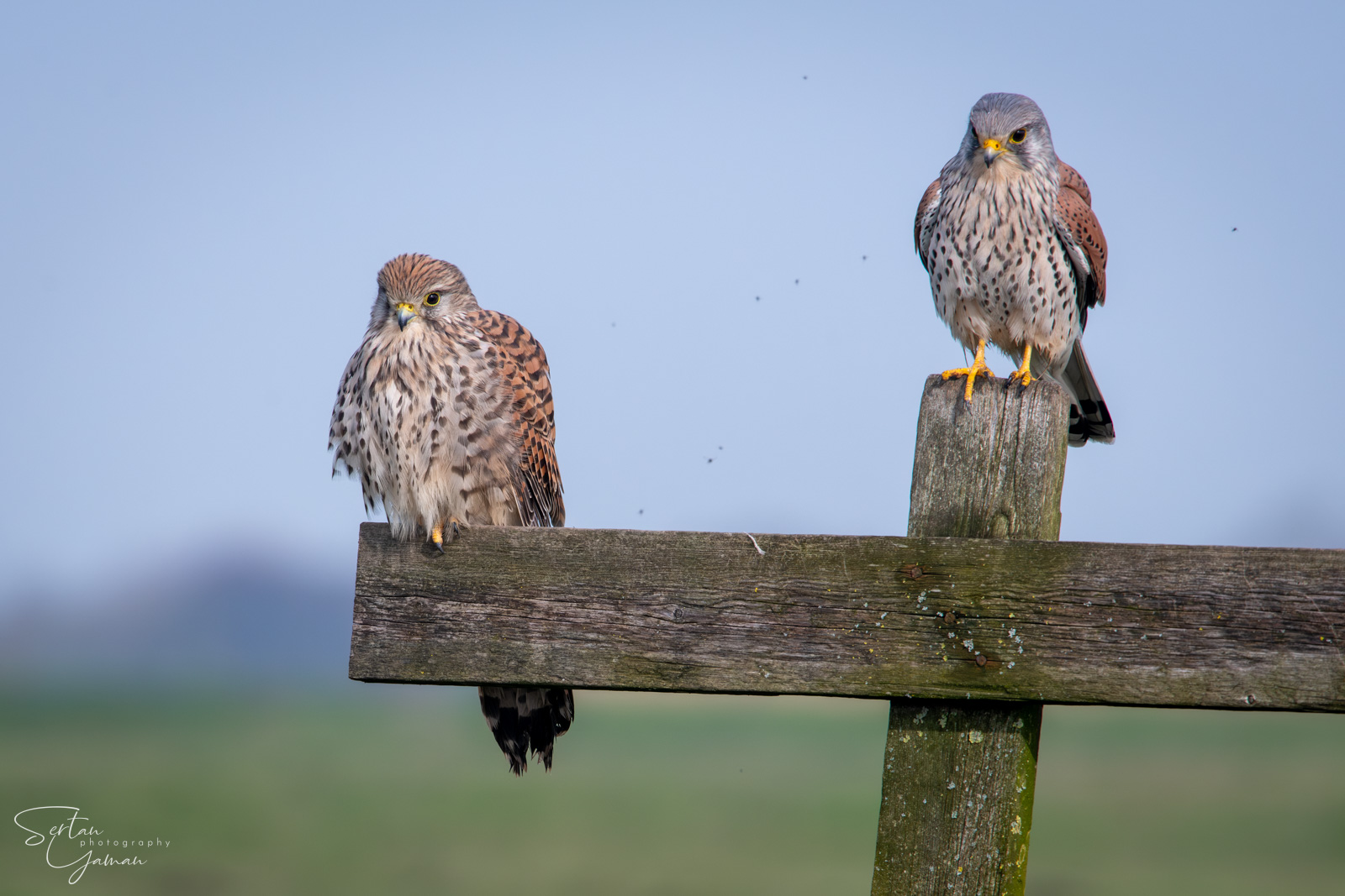 Falcon couple