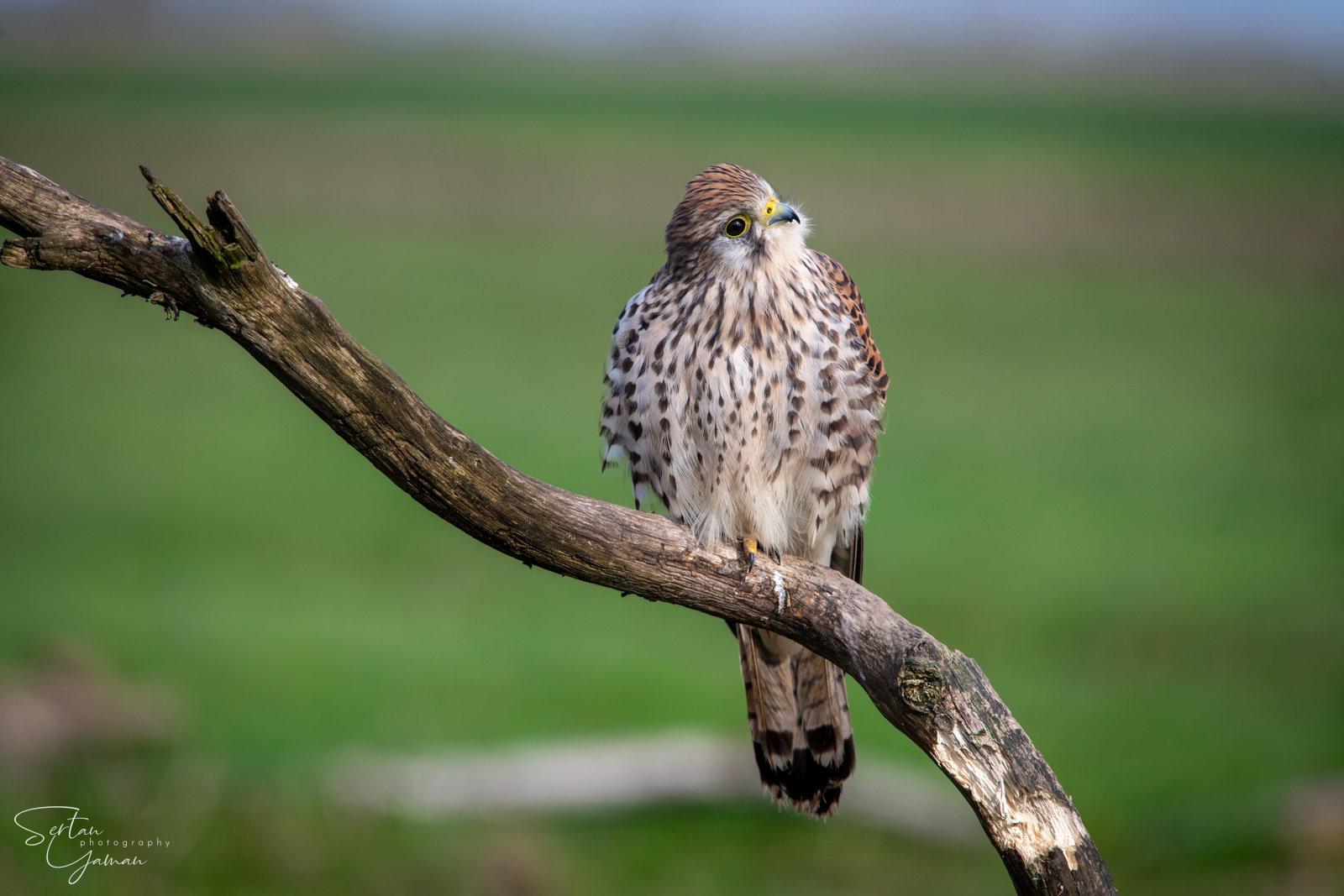 Falcon in meadows
