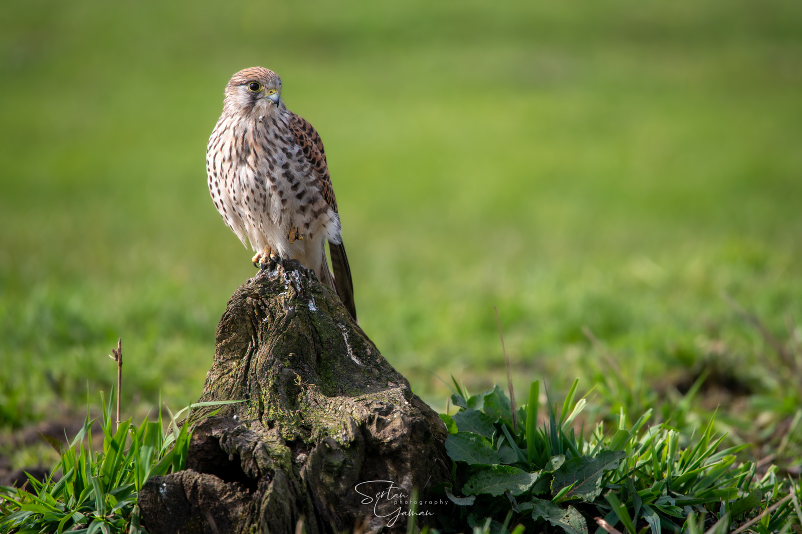 Falcon in meadows