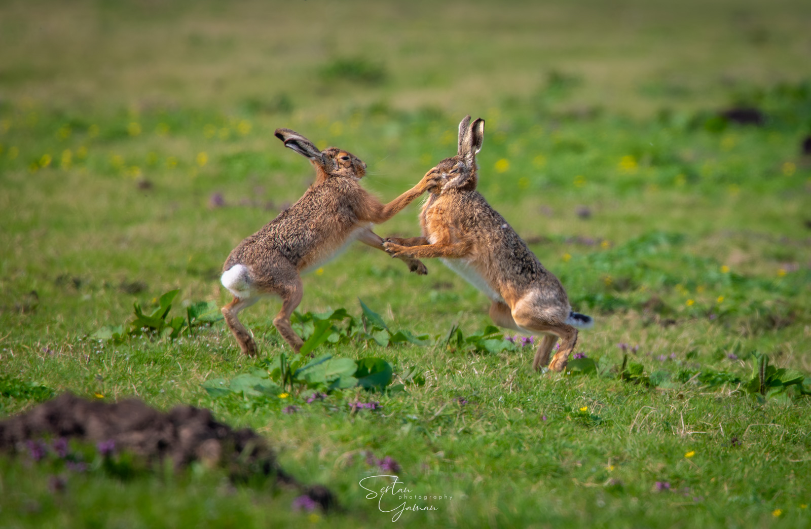 Meadow hares boxing