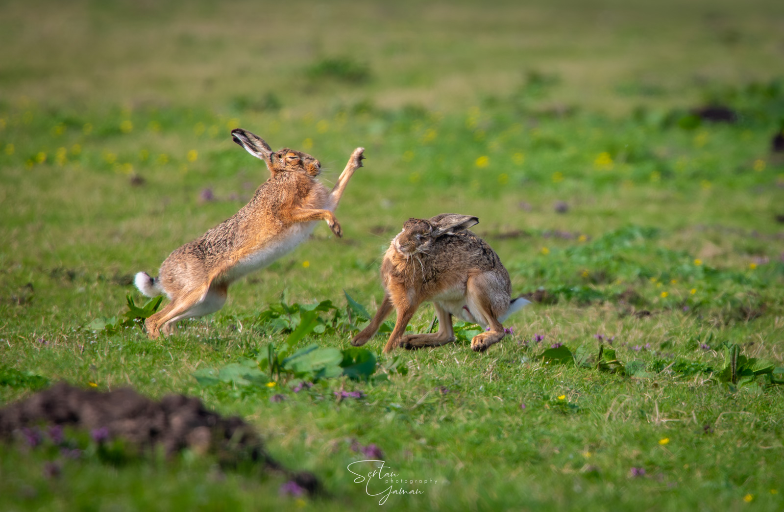 Meadow hares boxing
