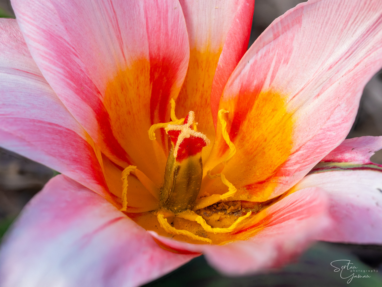 Dutch tulips