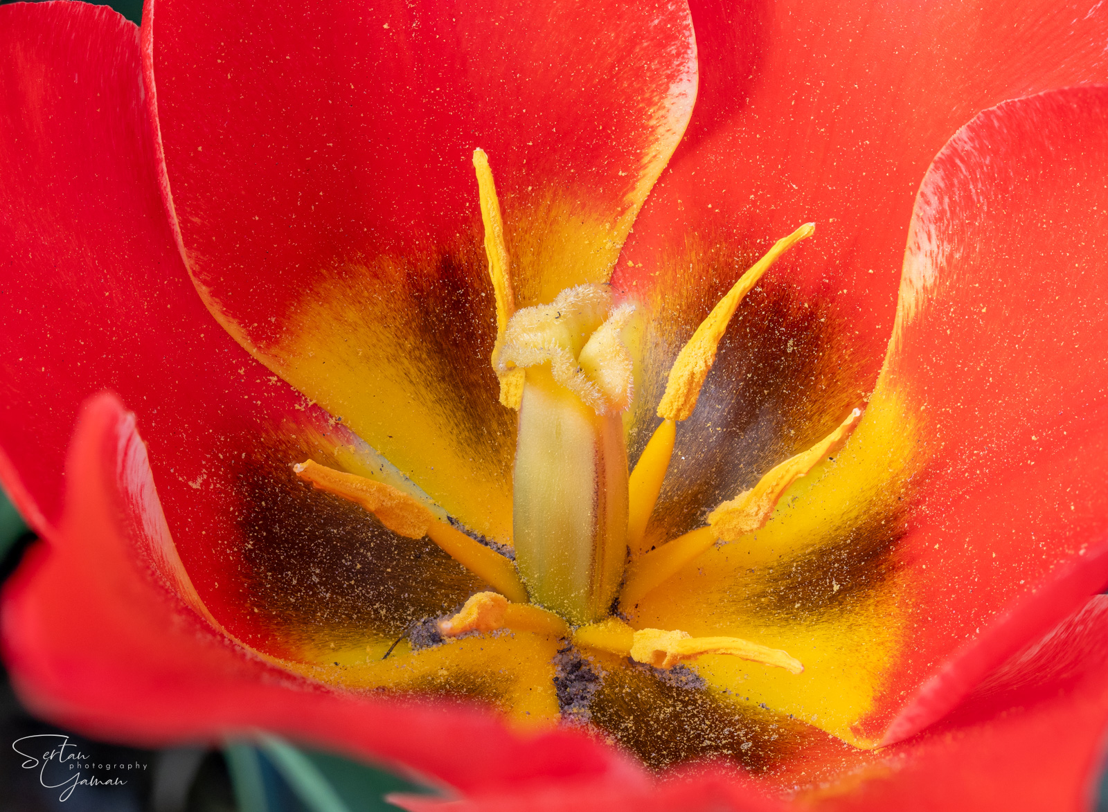 Dutch tulips