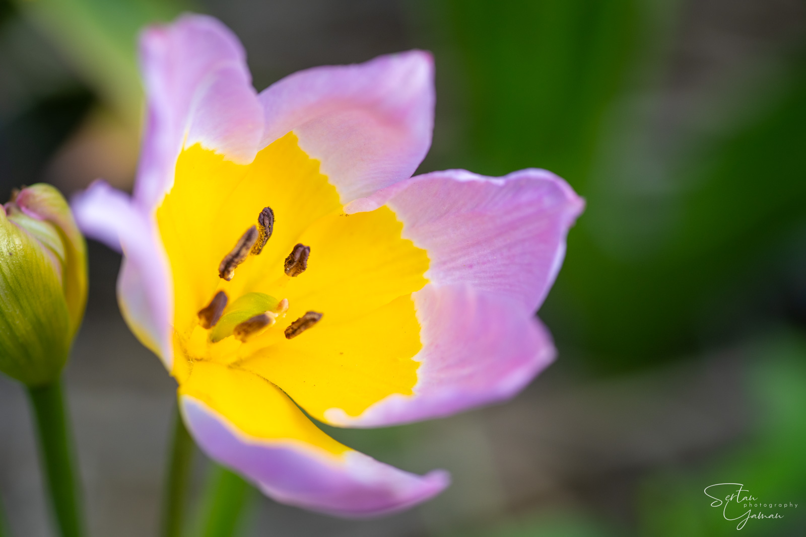 Dutch tulips