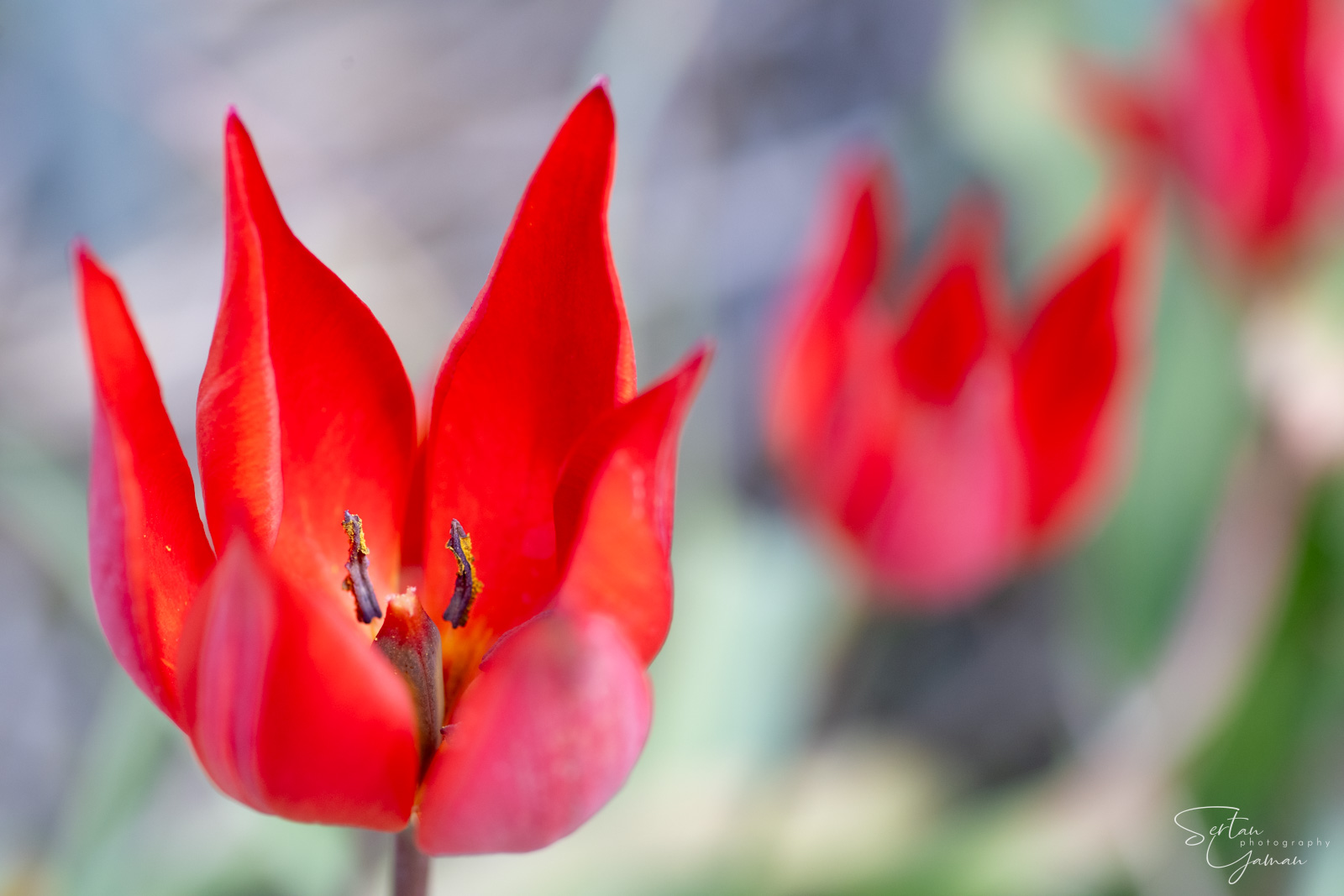 Dutch tulips