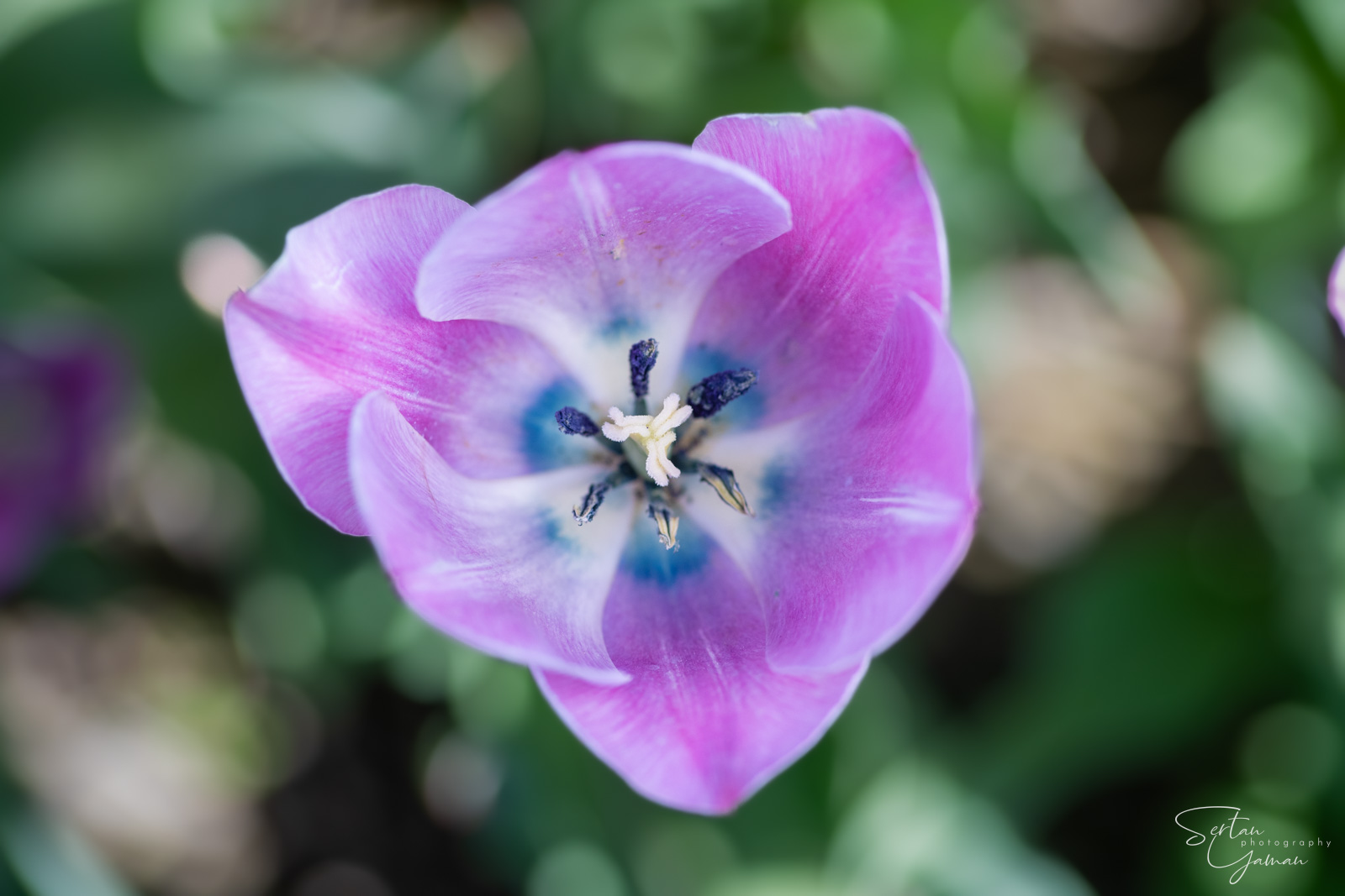 Dutch tulips