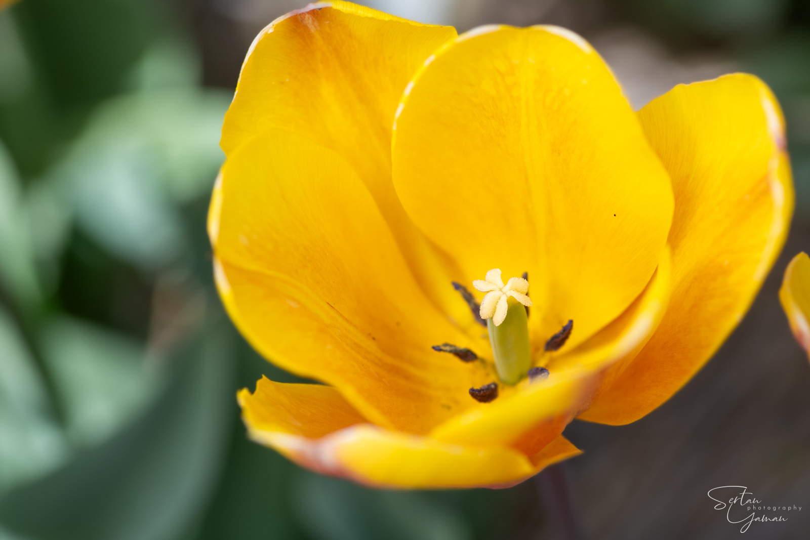 Dutch tulips