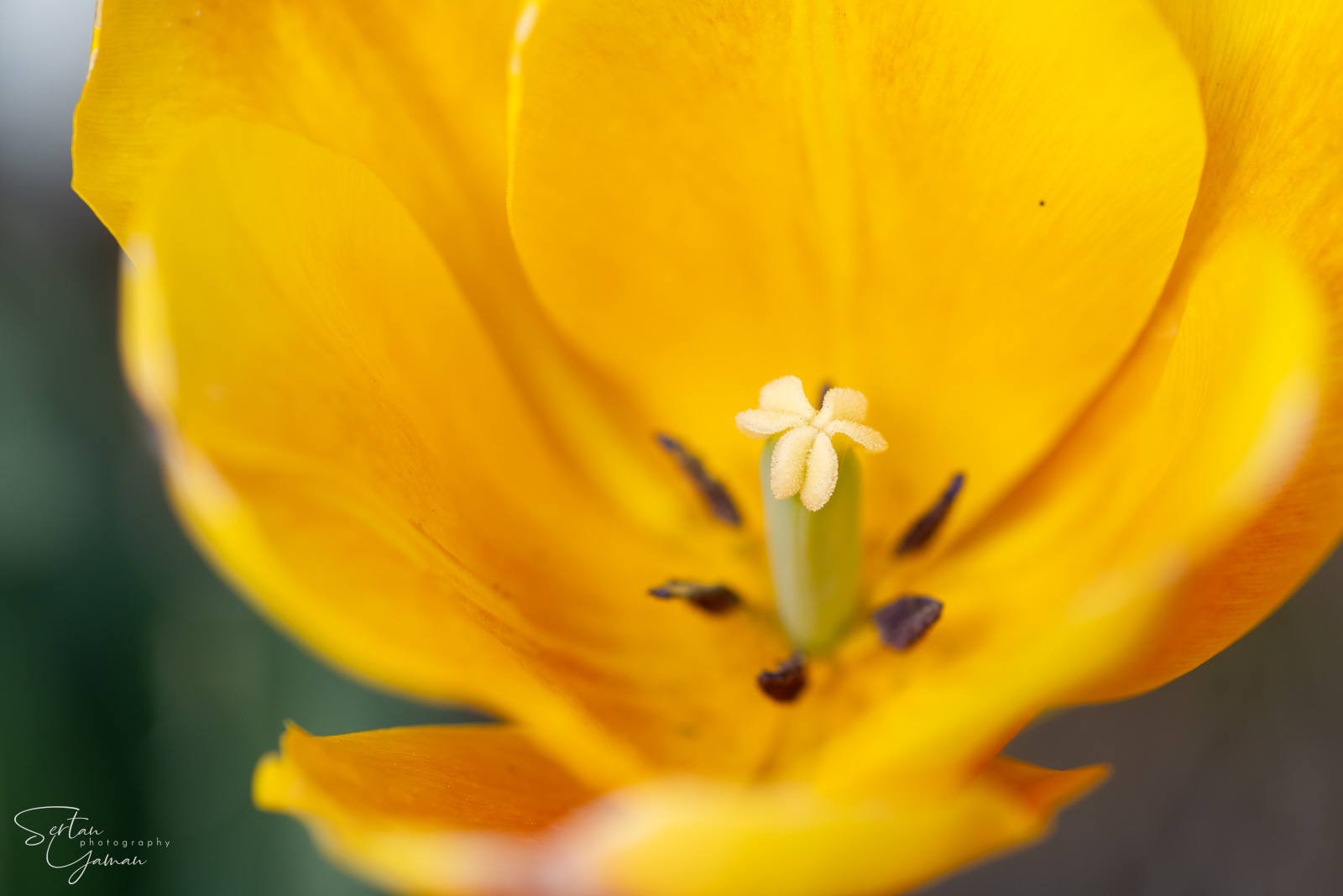 Dutch tulips