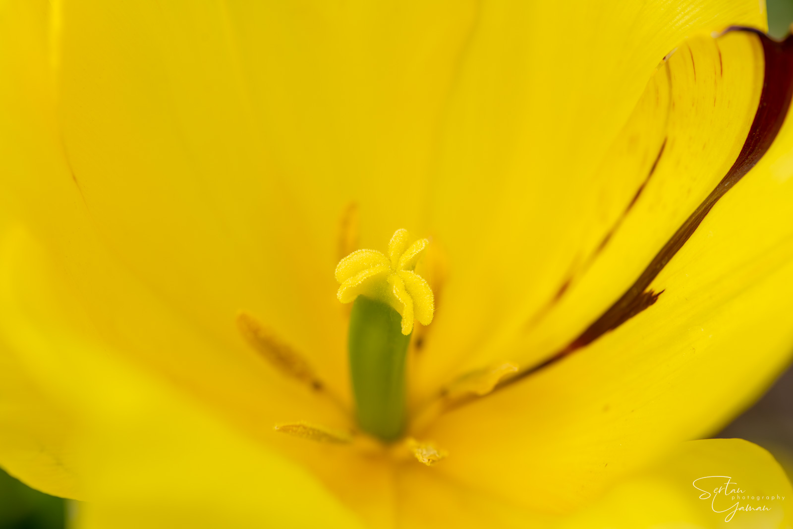 Dutch tulips