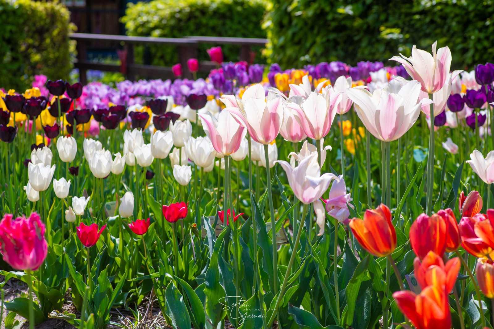 Dutch tulips