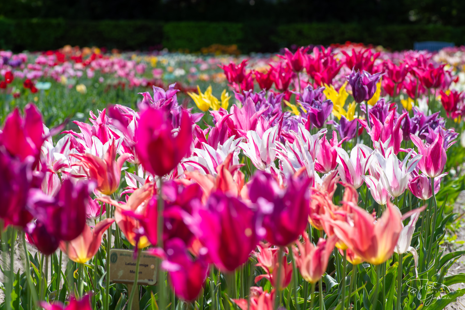 Dutch tulips