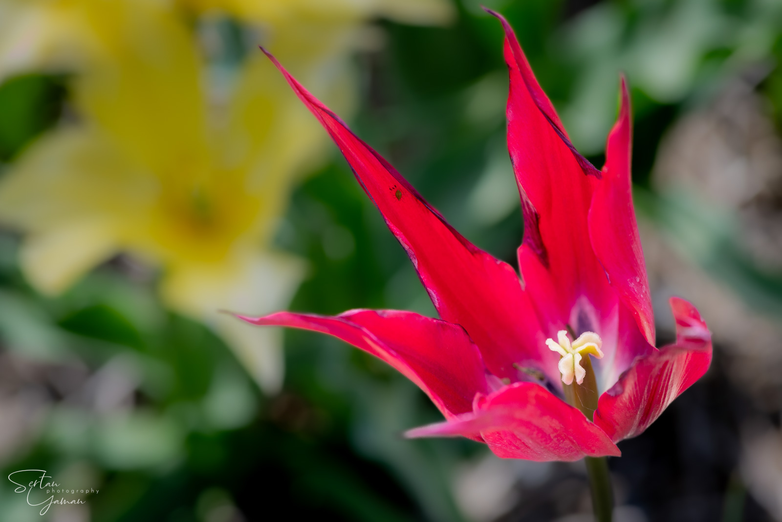 Dutch tulips
