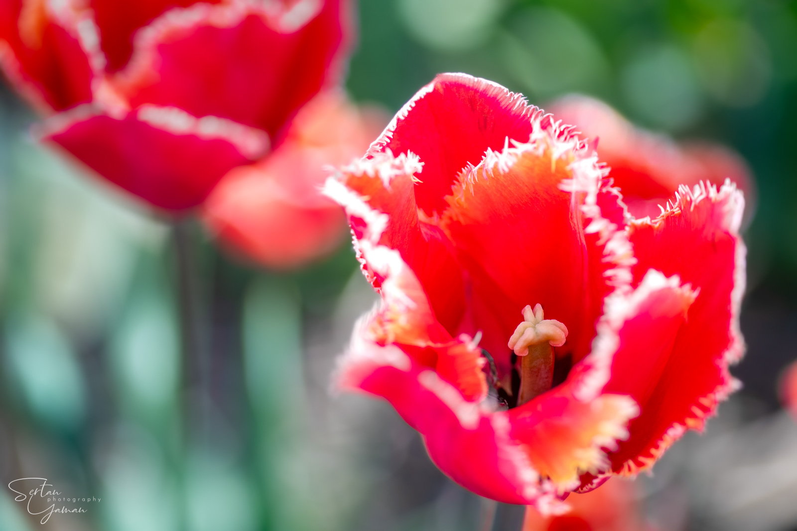 Dutch tulips