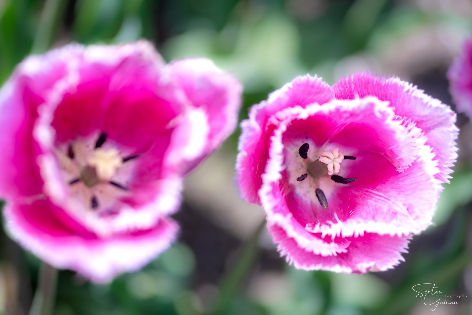 Dutch tulips