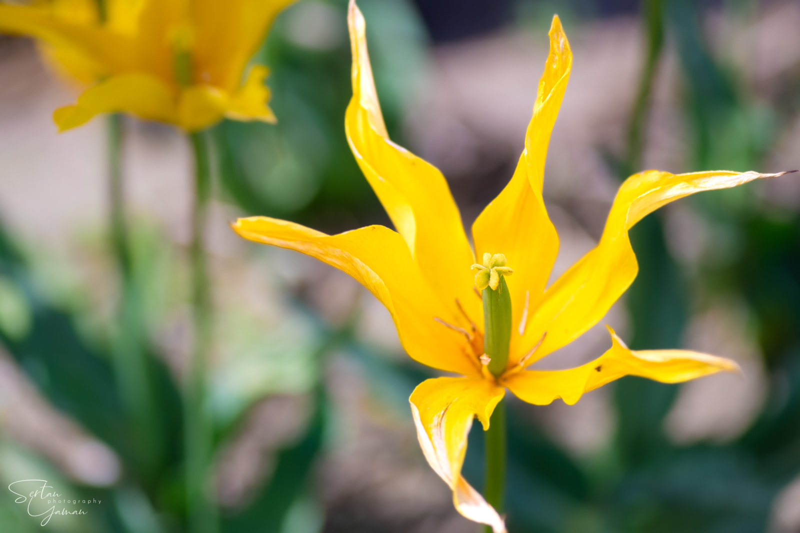 Dutch tulips