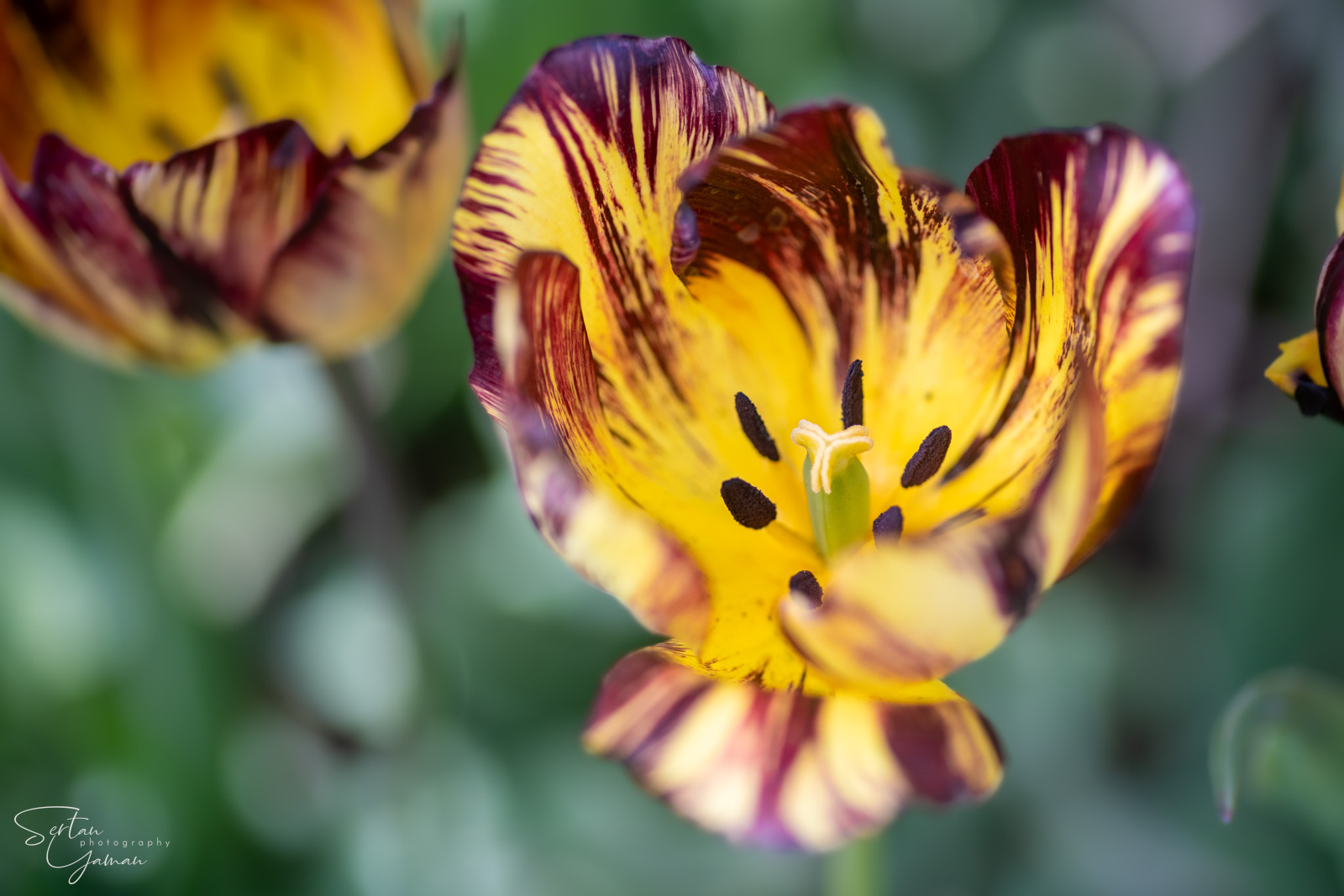 Dutch tulips