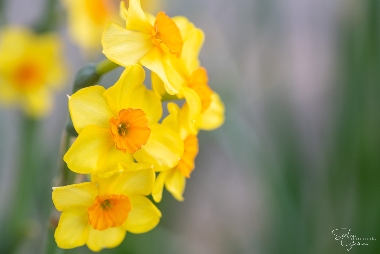 Dutch tulips