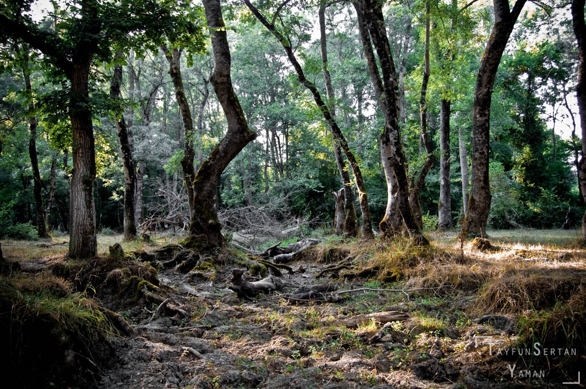 İğneada longoz ormanları