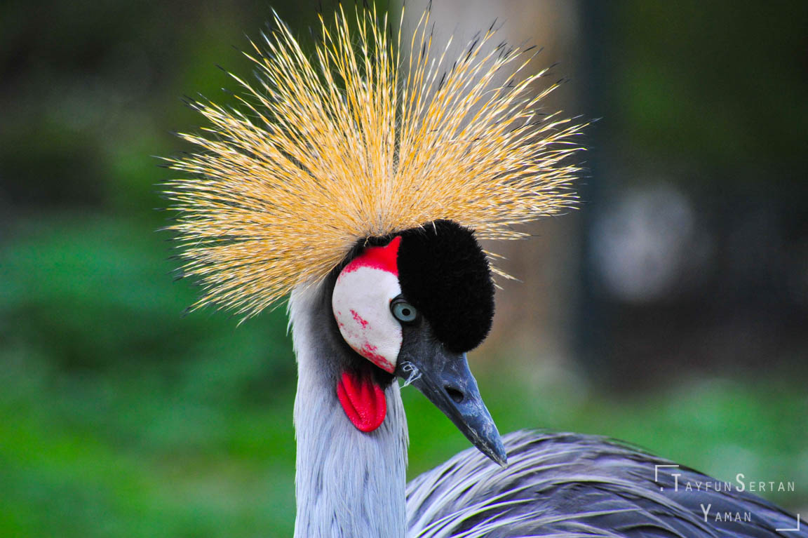 African crowned crane