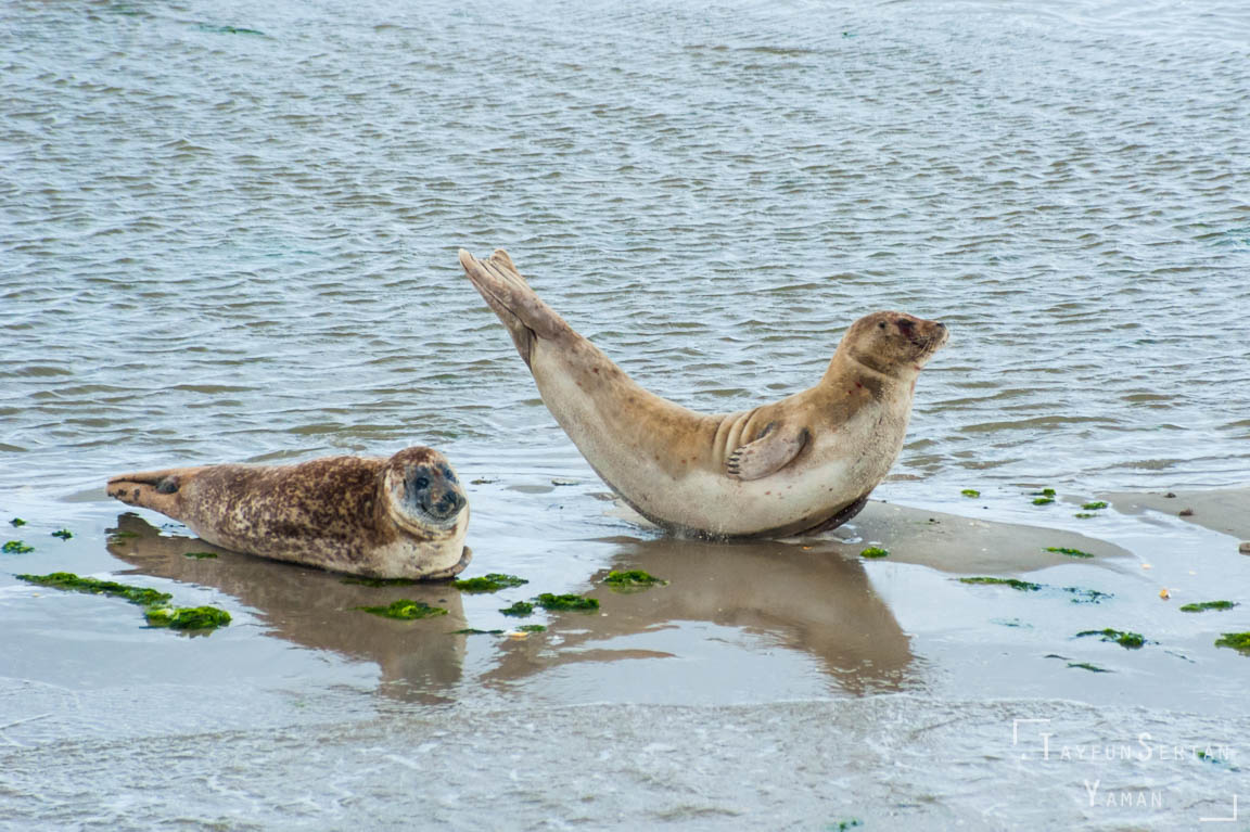 North sea seals