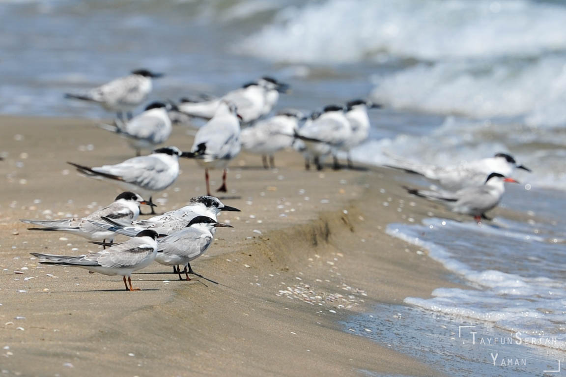 Water birds of İğneada