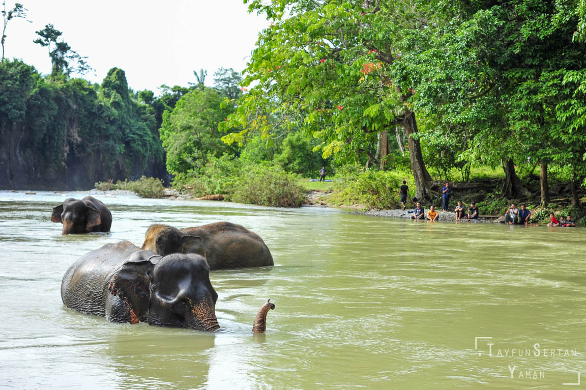 Bathing Sumatran Elephants