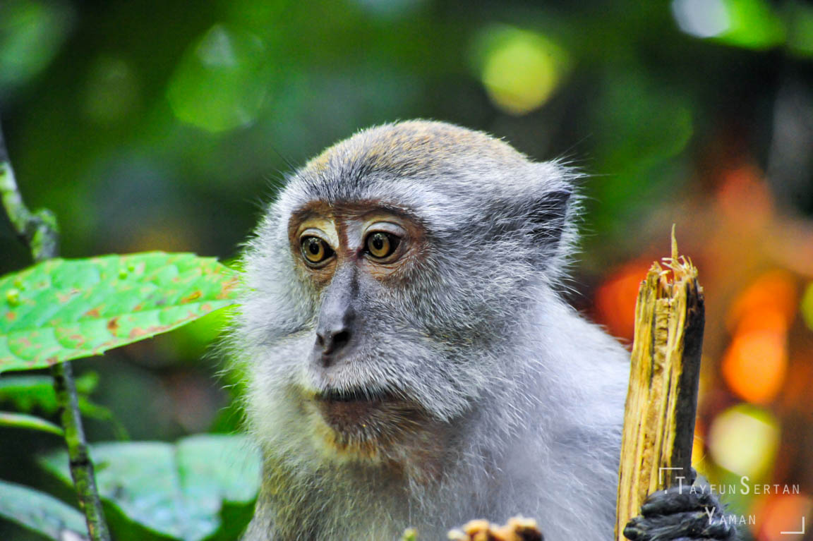 Sumatran maqaque monkeys